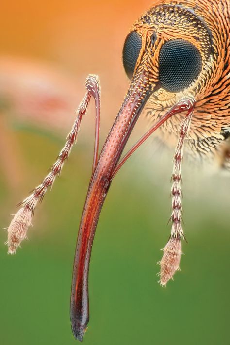 Insect Eyes, Steampunk Animals, Micro Photography, Insect Photography, Creepy Crawlies, Arthropods, Macro Photos, Arachnids, Ap Art