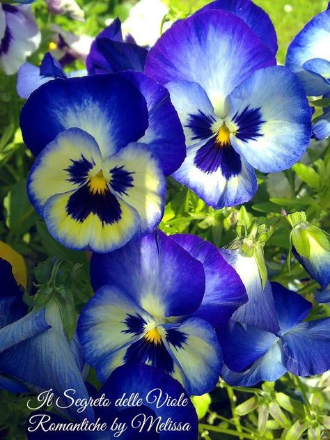 Pansies Flowers, Adult Coloring Book Pages, Floral Photography, Watercolor Rose, Beautiful Bouquet, Types Of Flowers, So Sweet, Belleza Natural, Blue And Yellow