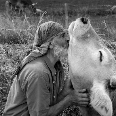 A Cow, Norman Reedus, Animal Friends, Animal Rights, Amazing Animals, All Animals, Look At You, Animal Love, 귀여운 동물