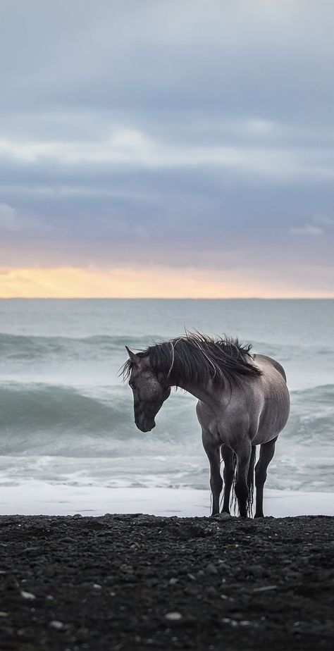 Aesthetic Horse Wallpaper, Wild Horse Aesthetic Wallpaper, Horse Beach Aesthetic, Horse Ocean Aesthetic, Horse Nature Aesthetic, Horsey Life, Artsy Background, Cute Horse Pictures, Gothic Wallpaper