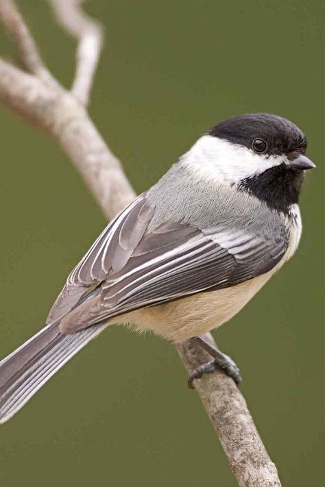 Black Cap Chickadee Black Cap Chickadee, Chickadee Art, Black Capped Chickadee, Common Birds, Winter Bird, Lovely Creatures, Wood Bird, Nature Sounds, Wood Carving Art