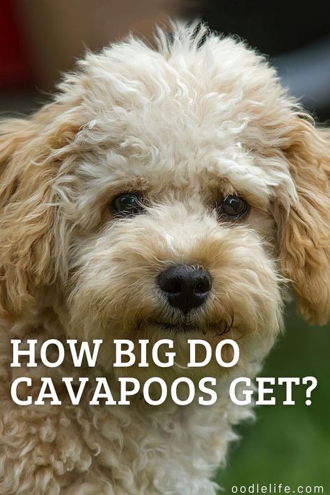 Full Grown Cavapoo, Maltipoo Vs Cavapoo, Mini Cavapoo Full Grown, Cavapoo Full Grown, Cava Poo, Cockapoo Vs Cavapoo, Cavapoo Breeders, Teacup Cavapoo Full Grown, Cavapoo Dogs