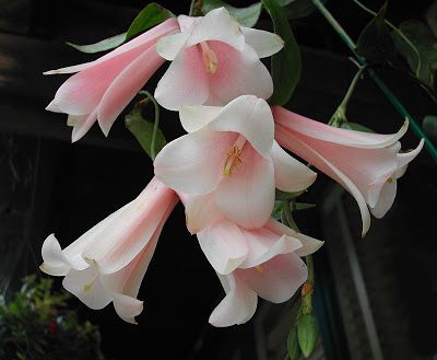 The Chilean Bellflower - Lapageria rosea - was rightfully chosen as the national flower of Chile. Lapageria Rosea, Bonsai Flower, Flowers Blooming, Unusual Plants, Flower Therapy, Rare Flowers, Pretty Plants, Exotic Plants, Exotic Flowers