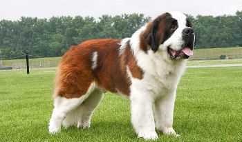 San Bernardo el perro más Pesado del Mundo Extra Large Dog Breeds, Giant Dog Breeds, Big Dog Breeds, Huge Dogs, St Bernard Dogs, Dogs Breeds, Bernard Dog, Giant Dogs, Pretty Dogs