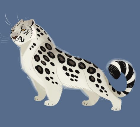 Snow Leopard/Panthera Uncia Wild Kratts, Big Cats Art, Cat Character, Anime Animals, Animal Sketches, Snow Leopard, Cat Drawing, Creature Design, Creature Art