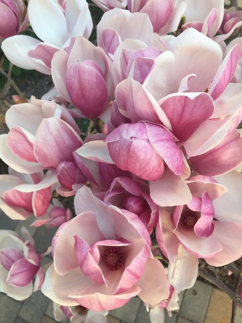 Magnolias Aesthetic, Magnolia Aesthetic, Ground Cover Plants Shade, Rome Series, Japanese Magnolia Tree, Pink Magnolia Tree, Saucer Magnolia Tree, Pink Magnolia Flower, Magnolia Bud