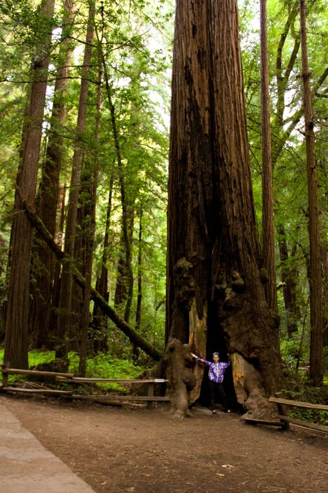 Muir Woods Photoshoot, Woods Photoshoot, Muir Woods National Monument, Coastal Redwood, I Love Nature, Visit San Francisco, Muir Woods, California Summer, Pacific Coast Highway