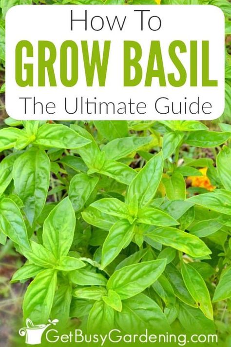 Growing basil is easy. The plants perform equally well in outdoor pots and containers, or the garden. You can even grow it indoors in winter. Learn all you need to know about how to care for basil in this detailed guide. Includes information about different types (Genovese, Thai, Holy, sweet, lemon, purple, cinnamon), where to grow, and how and when to plant it. Plus tips for soil, fertilizer, sun, water, pruning, flowers, propagation (from clippings or seed), harvesting, diseases, and more! Squash Arch, Indeterminate Tomatoes, Storing Basil, Growing Cucumbers Vertically, Growing Herbs At Home, Grow Rosemary, Grow Blueberries, Grow Peppers, Types Of Basil