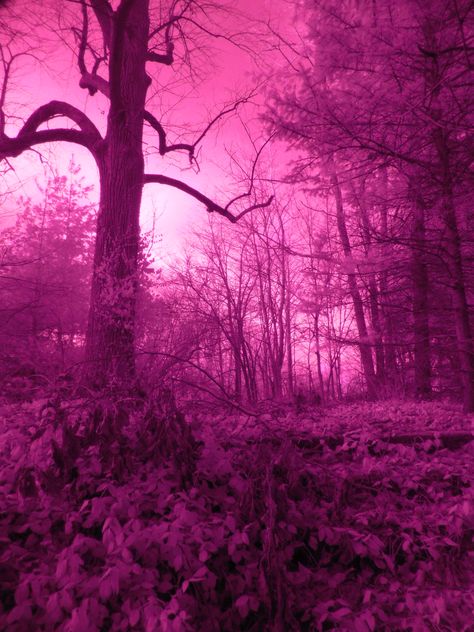 Dark Purple And Pink Aesthetic, Guinevere Aesthetic, Pink Forest Aesthetic, Deltarune Aesthetic, Hand Gesture Drawing, Victorian Gothic Aesthetic, Pink Hour, Dark Forests, Dark Purple Nature Aesthetic