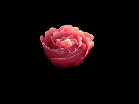 Roses Gif, Red Rose Love, Rosé Gifs, Rosé Gif, Fuchsia Flowers, Beautiful Red Roses, Flowers Gif, Red Rose Flower, Pink Rose Flower