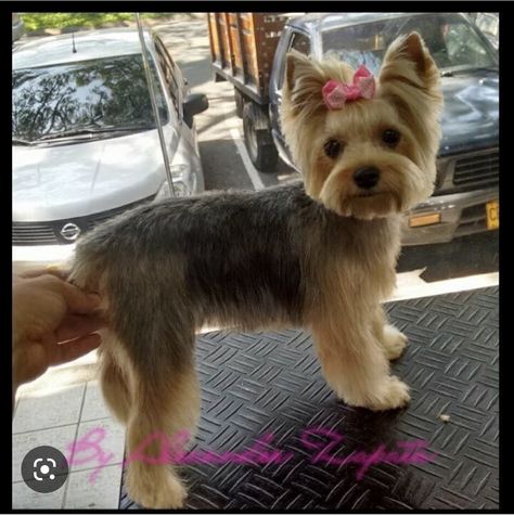 Yorkie Puppy Haircuts, Yorkshire Terrier Grooming, Yorkie Cuts, Yorkie Haircuts, Yorkshire Terrier Haircut, Dog Grooming Styles, Top Dog Breeds, Dogs Grooming, Dog Haircuts