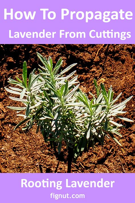 How To Plant Lavender From Cuttings, How To Root Lavender Cuttings, Transplant Lavender Plants, How To Take Cuttings From Plants, How To Grow Lavender From Cuttings, How To Trim Lavender Plants, Lavendar Planting Landscaping Ideas, Lavender Cuttings How To Grow, Lavender Planting Ideas