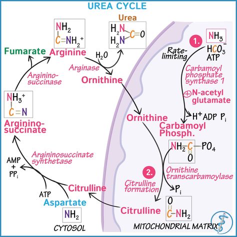 Draw this diagram with us as we explain the Urea cycle! Urea Cycle, Metabolic Pathways, Biochemistry Notes, Med Notes, Usmle Step 1, Medical Assistant Student, Biology Revision, Mcat Prep, Medicine Notes