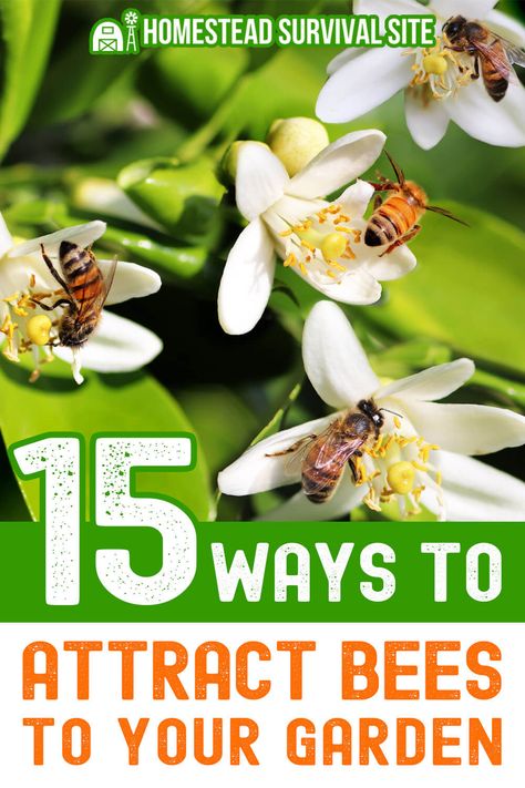 15 Ways To Attract Bees To Your Garden Homestead Rescue, Affordable Landscaping, Bee Things, Backyard Birds Sanctuary, Raising Bees, Bucket Gardening, Garden Remedies, Garden Hacks, Backyard Vegetable Gardens