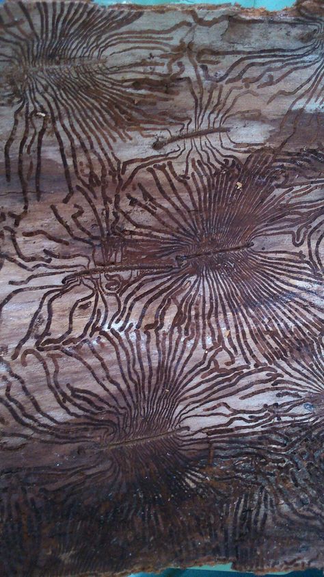 Bark beetle Form In Art, Bark Beetle, Organic Patterns, Texture Inspiration, Ethereal Art, Natural Forms, Patterns In Nature, Nature Design, Tree Art