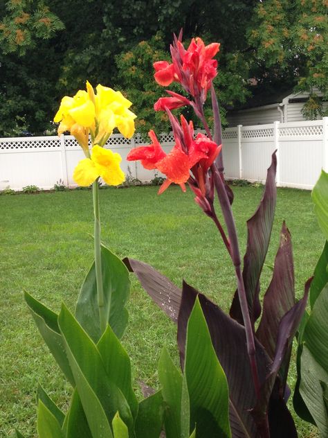 Canna Lilies...Yellow King Humbert & Black Knight Canna Lillies, Canna Lilies, Tropical Patio, Rain Lily, Canna Lily, Yard Garden Design, Lily Bulbs, Front Yard Garden Design, Black Knight