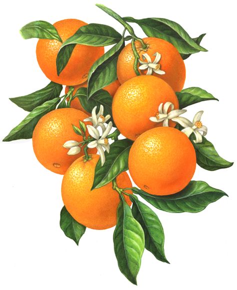 Botanical Art An orange branch illustration of six oranges with orange blossoms and leaves. Tattoo Plant, Lemon Watercolor, Illustration Botanique, Soyut Sanat Tabloları, Fruit Illustration, Small White Flowers, Fruit Painting, Orange Tree, Stock Art