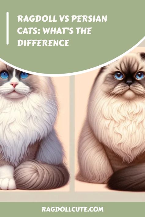 Are you considering getting a new feline friend but can’t decide between Ragdoll vs Persian cats? These two breeds have unique characteristics that ma Ragdoll Cat Breed, Persian Cats, Plush Coat, Ragdoll Kitten, Indoor Toys, Cat Breed, Grooming Routine, Interactive Play, Ragdoll Cat