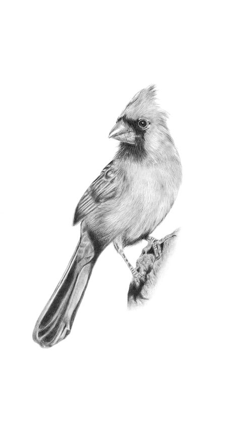 Cardinal Bird Drawing Northern Cardinal Drawing, Wildlife Sketches Pencil, Cardinal Drawing Sketches, Cardinal Tattoo Black And White, Cardinal Sketch, Birds Reference, Wildlife Sketches, Cardinal Drawing, Floral Names