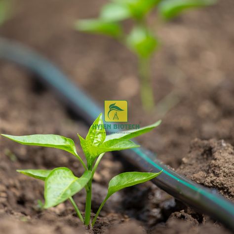 Drip Irrigation for Chili Peppers – A Game Changer for Modern Farming 🌶️💧 Drip irrigation is revolutionizing the way farmers cultivate chili peppers by offering an efficient and sustainable method of watering. In traditional irrigation methods, water is often wasted through evaporation, runoff, or over-watering, leading to inconsistent growth and lower yields. However, drip irrigation solves these issues by delivering water directly to the roots, ensuring that each chili plant receives the p... Chili Plant, Irrigation Methods, Modern Farming, Drip Irrigation, Chili Peppers, The Roots, Chili Pepper, Game Changer, Peppers