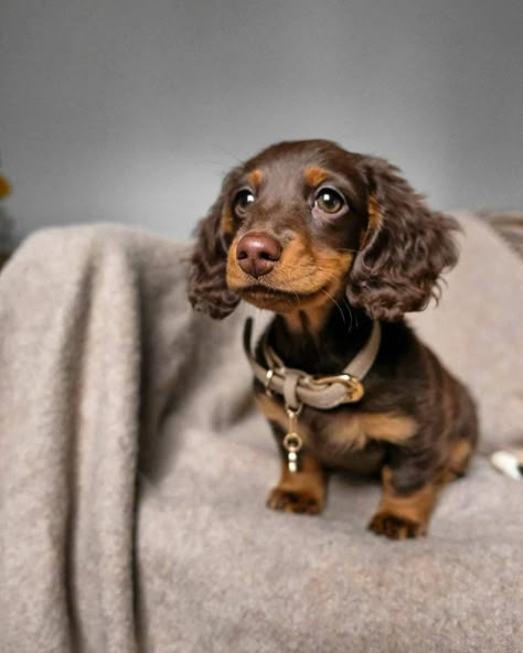 Daschund Puppies, Dapple Dachshund Puppy, Baby Dachshund, Dachshund Puppies For Sale, Dachshund Puppy Miniature, Miniature Dachshunds, Dapple Dachshund, Cute Animals Puppies, Very Cute Dogs