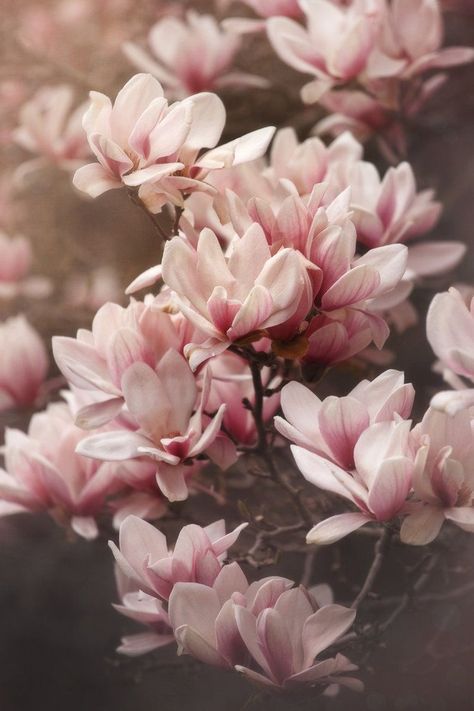 Magnolia Phone Background, Magnolia Phone Wallpaper, Magnolia Flowers Aesthetic, Magnolia Aesthetic Wallpaper, Magnolia Wallpaper Iphone, Magnolia Flower Aesthetic, Magnolia Flower Photography, Magnolia Aesthetic, Magnolia Background