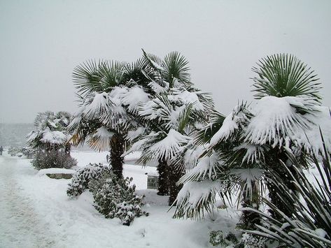 Canary Island Date Palm, Trees In Winter, Tree Growing, Leafy Plants, Gardening Plants, Winter Trees, Garden Trees, Covered Bridges, Wildlife Animals