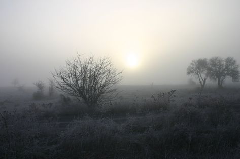 Foggy dawn 1 Free Photo Download | FreeImages Tree Borders, Email Icon, Free Vector Backgrounds, Money Icons, Sunrise Landscape, Free Icon Set, Cat Background, Atmospheric Phenomenon, Borders And Frames