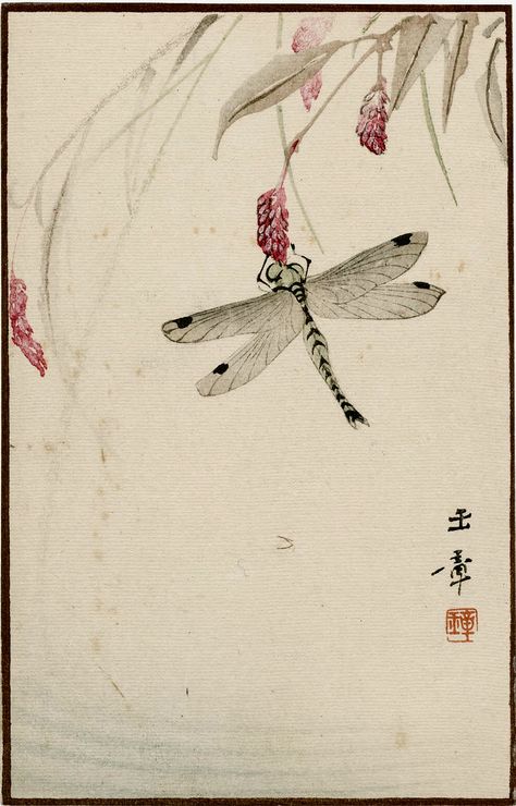 Dragonfly (Akitsu) from the series Sunbikai Cards by Gyokusho (Gyokusho sunga).   Japanese postcard.  Late Meiji era.  Kawabata Gyokushô (Japanese, 1842–1913), Publisher Sunbikai. MFA Boston. Japanese Dragonfly Art, Japanese Postcard Design, Japanese Insects, Dragonfly Aesthetic, Tigre Y Dragon, Japanese Postcard, Mfa Boston, Dragonfly Illustration, Dragonfly Artwork