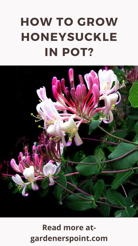 Growing Honeysuckle In Pots, Honeysuckle In Container, Honeysuckle In Pots, Grow Honeysuckle, Honeysuckle Plant, Gardening Basics, Honeysuckle Vine, Small Container, Kitchen Garden