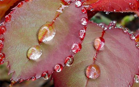 Drops wallpaper Macro Photography Water, Water Drop Photography, Foto Macro, Natural Form Art, Nature Photography Flowers, Drops Of Water, Refreshing Water, Autumn Rain, No Rain No Flowers