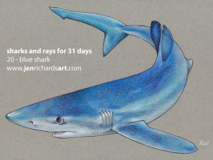 rays | Jen Richards Shark Conservation, Shark Drawing, Shark Art, Blue Shark, White Gel Pen, List Of Artists, Whale Shark, Animals Artwork, Coloured Pencils