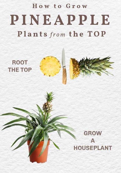 growing pineapple as houseplant How To Start A Pineapple Top, Pineapple Growing In Water, Pineapple Top Plant, How To Root A Pineapple Top, How To Plant Pineapple Top, Planting A Pineapple Top, Grow A Pineapple From Top, How To Grow A Pineapple From The Top, Grow Pineapple From Top