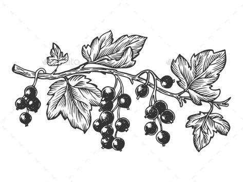 Branch of Currant Engraving Vector Illustration #Currant, #Branch, #Engraving, #Illustration Currants Tattoo, Currant Plant, Woodcut Tattoo, Vegetable Illustration, Floral Tattoos, Tiny Tattoo, Engraving Illustration, Tattoo Cover, Girl Tattoo