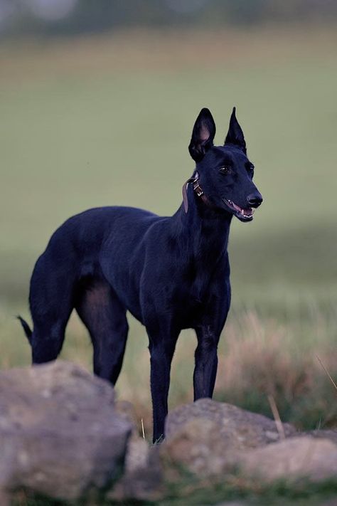 Black Whippet, Black Greyhound, Ibizan Hound, Sight Hounds, Pharaoh Hound, Grey Hound Dog, Sweet Dogs, Italian Greyhound, Hound Dog