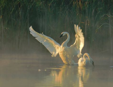 Trumpeter Swan, Animal Reference, Pretty Animals, Animal References, White Swan, Arte Inspo, Foto Art, Enjoy Nature, Swan Lake