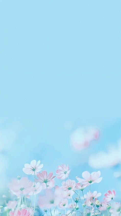 Sky Blue Flowers, Tela Iphone, Daisy Wallpaper, Wallpaper Flower, Flowery Wallpaper, Pretty Backgrounds, Cellphone Wallpaper Backgrounds, Wallpaper Nature Flowers, Flower Background