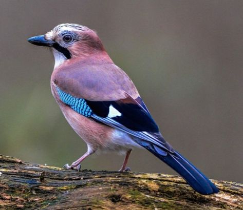 Eurasian Jay Tattoo, British Birds Photography, Australian Bird Photography, Blue Jay Reference, Eurasian Jay Bird, Female Blue Jay, Eurasian Jay, Jay Bird, House Of Dragons