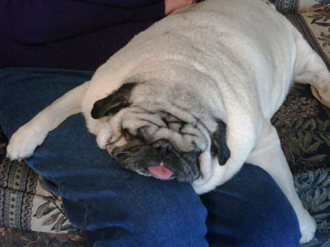 Fat Pug, Silly Animal Pictures, Baby Pugs, A Pug, Pugs Funny, Cute Pugs, Silly Animals, Kawaii Animals, Pug Love