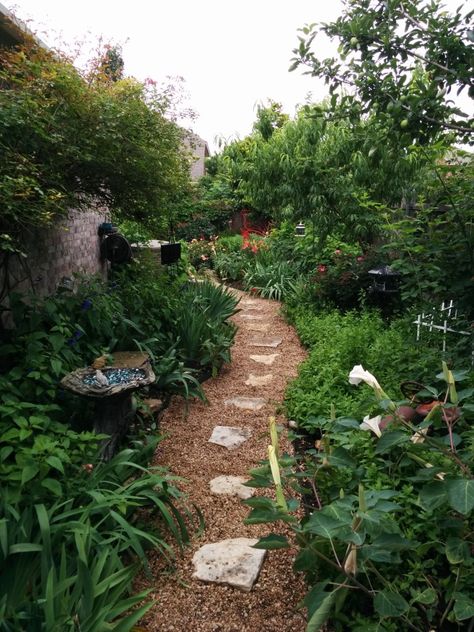 Texas Backyard Landscaping, Texas Backyard, Full Sun Garden, Low Water Landscaping, Texas Landscaping, Texas Plants, Texas Native Plants, Desert Willow, Edible Gardens