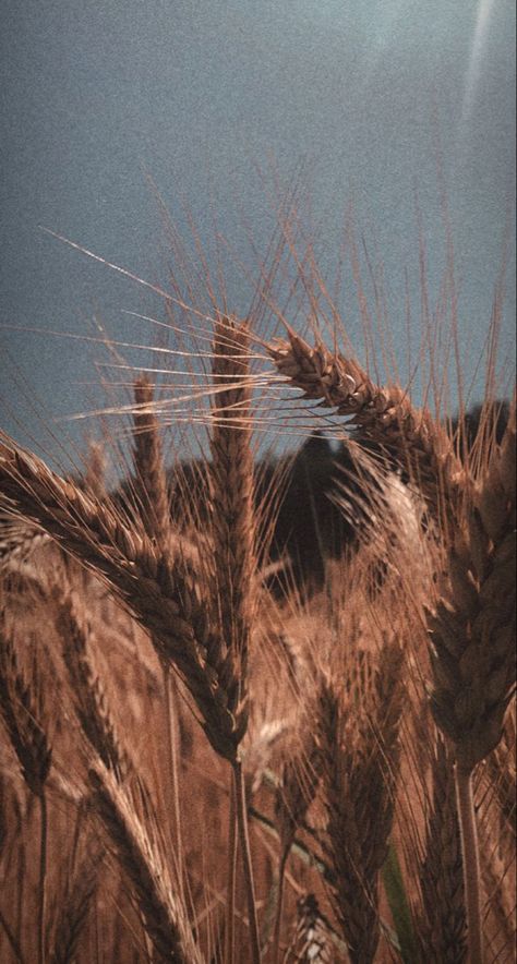 Wheat, sky blue field green garden Wheat Aesthetics, Wheat Field Aesthetic, Kansas Aesthetic, Demeter Cabin, Sunkissed Aesthetic, Grain Aesthetic, Pjo Cabins, Joseph Story, Games Aesthetic