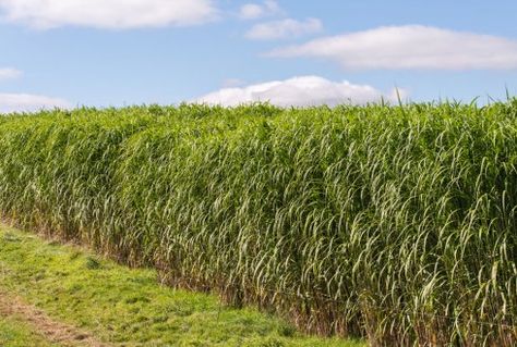 Elephant grass - Miscanthus Miscanthus Giganteus, Desert Food, Grass Plants, Food Processing, Modern Pet, Food Forest, Animal Behavior, Energy Sources, Pet Food