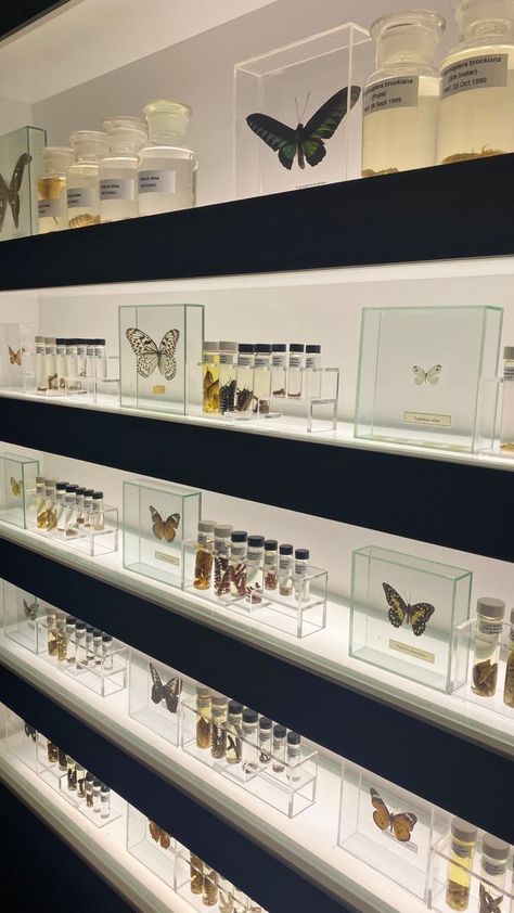 Butterfly Taxidermy Aesthetic, Butterfly Collection Display, Pinned Butterfly Display, Pinning Bugs, Pinned Bugs, Academic Decor, Goblincore Bedroom, Entomology Decor, Oddities Collection