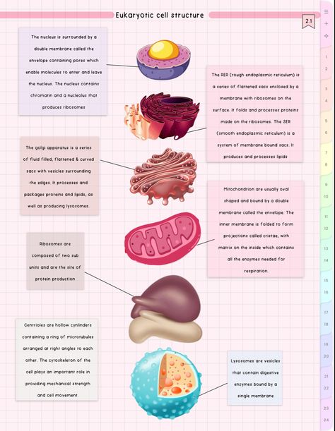 #cute #aesthetic #biology #notes #study #student Aesthetic Biology Notes, Learn Medicine, Aesthetic Biology, Cell Biology Notes, Cells Biology, Basic Biology, Bio Notes, Ap Bio, Eukaryotic Cell