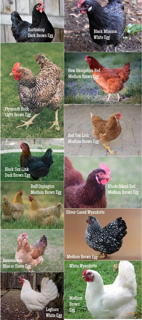 Gráfico de la raza de pollo Raising Chickens 101, Chickens 101, Types Of Chickens, Rhode Island Red, Keeping Chickens, Building A Chicken Coop, Chicken Coop Plans, Mini Farm, Chickens And Roosters