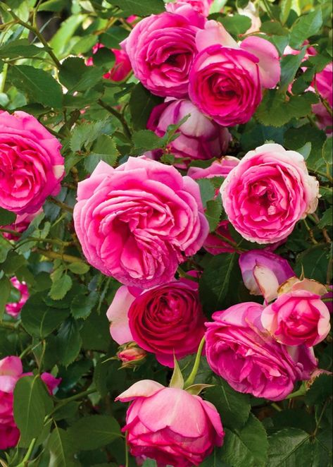 Grafting Roses, Bare Root Roses, Eden Rose, Rooting Roses, Pink Fragrance, Wholesale Flowers Wedding, Wholesale Roses, Rose Varieties, Winter Wedding Flowers