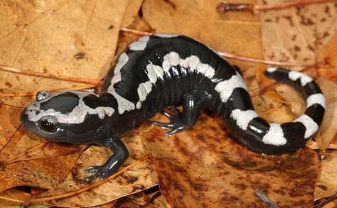 Many bills brought before this year’s General Assembly were hotly debated and heavily protested. But one bill that sailed through both chambers without a Marbled Salamander, State Symbols, Animal Reference, Salamanders, Eagle Rock, Tortoise Turtle, Terrapin, Reference Pictures, Frog And Toad