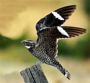 The Common Nighthawk. Threatened species in Canada. Areas surveyed over the last three generations have shown an almost 50 percent decline in the species! Reasons for its decline may include reductions in the number of insects and loss of the open habitat in which it thrives. Night Jar Bird, Nighthawk Bird, Common Nighthawk, Night Hawk, Night Jar, Migratory Birds, Life List, White Patches, Bird Watcher