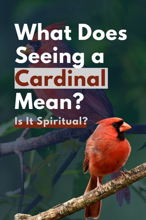 Discover the Spiritual Meaning of Seeing a Cardinal! Explore the significance and symbolism of cardinal bird sightings. Uncover the spiritual connection and insights associated with these beautiful red birds. Red Cardinal Meaning, Cardinal Birds Meaning, Cardinal Meaning, Cardinal Symbolism, Bird Meaning, Spirit Animal Meaning, Animal Meanings, Christmas Colour Schemes, Red Meaning