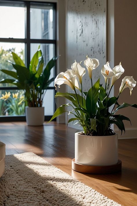 Indoor Flowers Decor, Garden Wall Designs, Apartment Decorating Living, Corner Plant, Alternative Disney, Household Plants, Amaryllis Bulbs, Best Flowers, Lily Plants